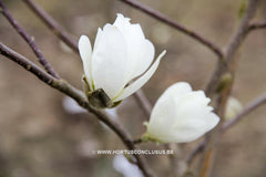 Magnolia stellata 'Scented Silver' - Heester - Hortus Conclusus  - 2
