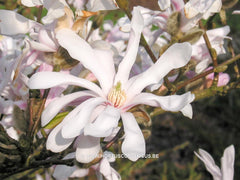 Magnolia stellata 'Select Pink'