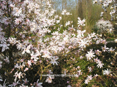 Magnolia stellata 'Select Pink'