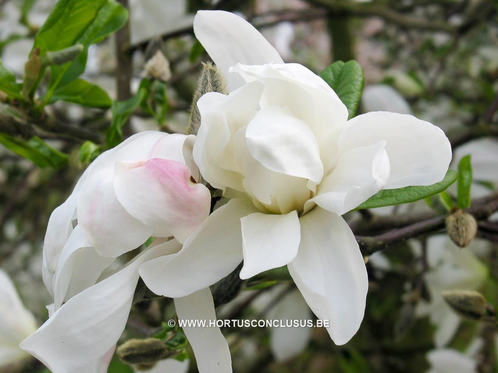 Magnolia stellata 'Two Stones' - Heester - Hortus Conclusus  - 1