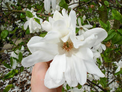 Magnolia stellata 'Two Stones' - Heester - Hortus Conclusus  - 2