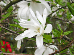 Magnolia stellata 'Two Stones' - Heester - Hortus Conclusus  - 3