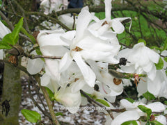 Magnolia stellata 'Two Stones' - Heester - Hortus Conclusus  - 4