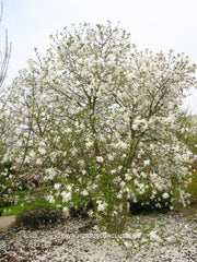 Magnolia stellata 'Two Stones' - Heester - Hortus Conclusus  - 5