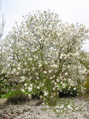 Magnolia stellata 'Two Stones' - Heester - Hortus Conclusus  - 5