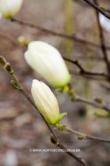 Magnolia stellata 'Two Stones' - Heester - Hortus Conclusus  - 6
