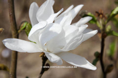 Magnolia stellata 'Two Stones' - Heester - Hortus Conclusus  - 7