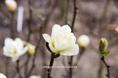 Magnolia stellata 'Two Stones' - Heester - Hortus Conclusus  - 8