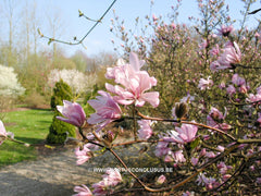 Magnolia stellata var. keiskei - Heester - Hortus Conclusus  - 1