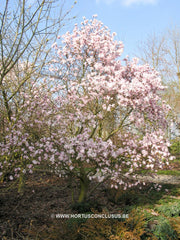 Magnolia stellata var. keiskei - Heester - Hortus Conclusus  - 2