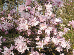 Magnolia stellata var. keiskei - Heester - Hortus Conclusus  - 3