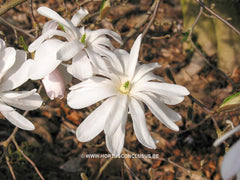 Magnolia stellata 'Waterlily' - Heester - Hortus Conclusus  - 1