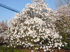 Magnolia stellata 'Waterlily' - Heester - Hortus Conclusus  - 2