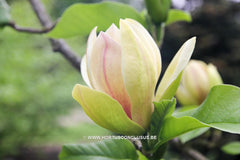 Magnolia 'Sun Spire' - Sierboom - Hortus Conclusus  - 1