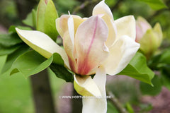 Magnolia 'Sun Spire' - Sierboom - Hortus Conclusus  - 2