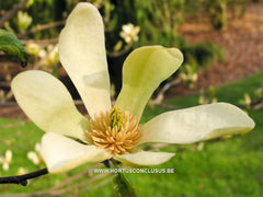 Magnolia 'Sunburst' - Sierboom - Hortus Conclusus  - 1