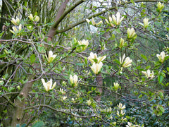 Magnolia 'Sunburst' - Sierboom - Hortus Conclusus  - 2