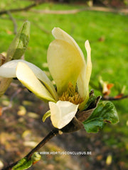 Magnolia 'Sunburst' - Sierboom - Hortus Conclusus  - 3