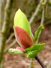 Magnolia 'Sunburst' - Sierboom - Hortus Conclusus  - 4