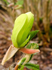 Magnolia 'Sunburst' - Sierboom - Hortus Conclusus  - 5