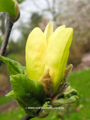 Magnolia 'Sunburst' - Sierboom - Hortus Conclusus  - 6