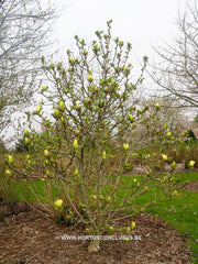 Magnolia 'Sunburst' - Sierboom - Hortus Conclusus  - 8