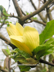 Magnolia 'Sunburst' - Sierboom - Hortus Conclusus  - 9