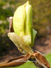 Magnolia 'Sunburst' - Sierboom - Hortus Conclusus  - 10
