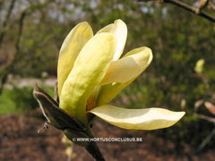 Magnolia 'Sunburst' - Sierboom - Hortus Conclusus  - 11