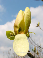 Magnolia 'Sunburst' - Sierboom - Hortus Conclusus  - 12