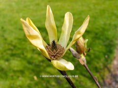 Magnolia 'Sunburst' - Sierboom - Hortus Conclusus  - 13