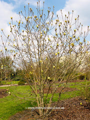 Magnolia 'Sunburst' - Sierboom - Hortus Conclusus  - 14