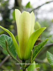 Magnolia 'Sunburst' - Sierboom - Hortus Conclusus  - 15