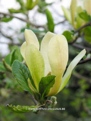 Magnolia 'Sunburst' - Sierboom - Hortus Conclusus  - 16