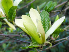 Magnolia 'Sunburst' - Sierboom - Hortus Conclusus  - 17