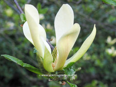 Magnolia 'Sunburst' - Sierboom - Hortus Conclusus  - 18