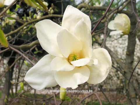 Magnolia 'Sundance'