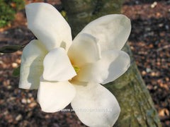 Magnolia 'Sundance' - Sierboom - Hortus Conclusus  - 2