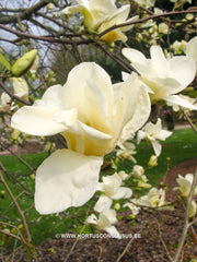 Magnolia 'Sundance' - Sierboom - Hortus Conclusus  - 4