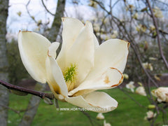 Magnolia 'Sundance' - Sierboom - Hortus Conclusus  - 8