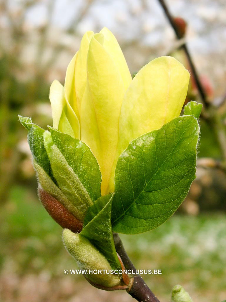 Magnolia 'Sunray' - Sierboom - Hortus Conclusus  - 1