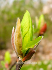 Magnolia 'Sunray' - Sierboom - Hortus Conclusus  - 2