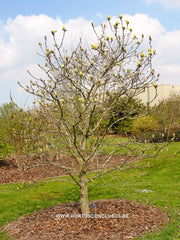 Magnolia 'Sunray' - Sierboom - Hortus Conclusus  - 5