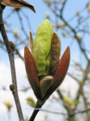 Magnolia 'Sunray' - Sierboom - Hortus Conclusus  - 6