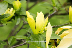 Magnolia 'Sunray' - Sierboom - Hortus Conclusus  - 7