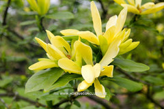 Magnolia 'Sunray' - Sierboom - Hortus Conclusus  - 9