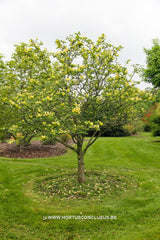 Magnolia 'Sunray' - Sierboom - Hortus Conclusus  - 10