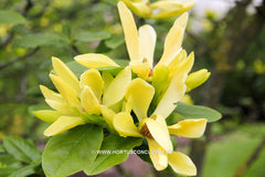 Magnolia 'Sunray' - Sierboom - Hortus Conclusus  - 11