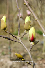Magnolia 'Sunrise' - Sierboom - Hortus Conclusus  - 1