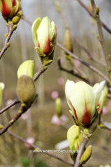 Magnolia 'Sunrise' - Sierboom - Hortus Conclusus  - 2